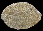 Eodiaphyodus (Fish) Tooth Plate - Cretaceous #65221-2